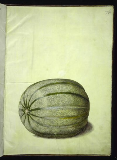 Cucumis melo (Melon) by Hans Simon Holtzbecker