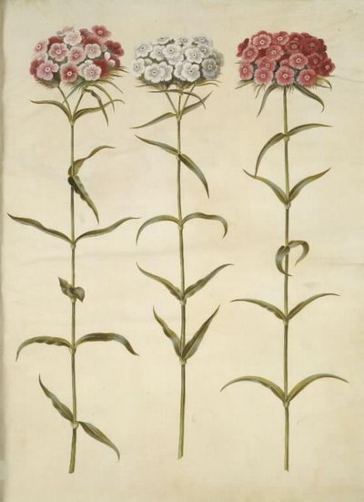 Dianthus Barbatus (Sweet William) by Hans Simon Holtzbecker