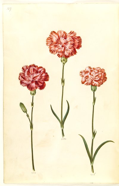 Dianthus caryophyllus (Garden Carnation) by Hans Simon Holtzbecker