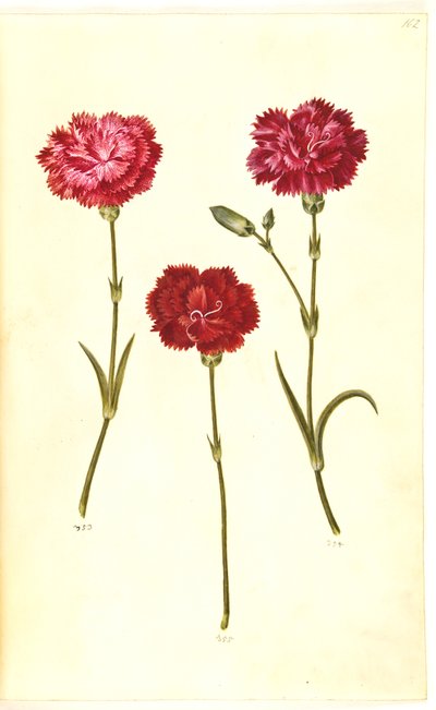Dianthus Caryophyllus (Carnation) by Hans Simon Holtzbecker