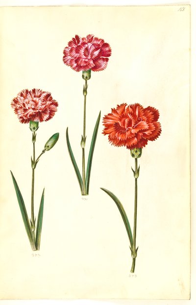 Dianthus caryophyllus by Hans Simon Holtzbecker