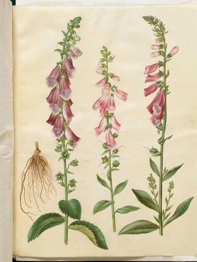 Digitalis Purpurea (Common Foxglove) by Hans Simon Holtzbecker