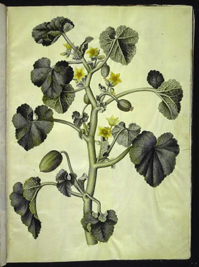 Ecballium elaterium (Squirting Cucumber) by Hans Simon Holtzbecker