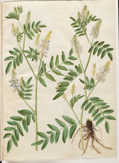 Galega officinalis (Medicinal Goat