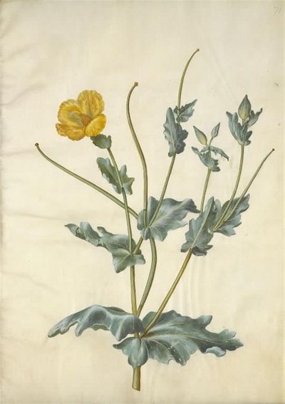 Glaucium flavum (Yellow Horned Poppy) by Hans Simon Holtzbecker