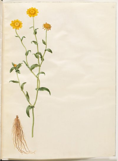 Glebionis segetum (Corn Marigold) by Hans Simon Holtzbecker