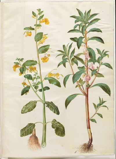 Impatiens noli-tangere (Touch-me-not Balsam); Impatiens balsamina (Garden Balsam) by Hans Simon Holtzbecker