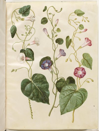 Ipomoea purpurea by Hans Simon Holtzbecker