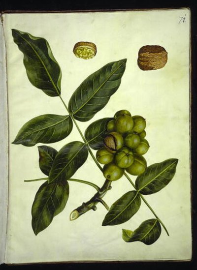 Juglans regia (Common Walnut) by Hans Simon Holtzbecker