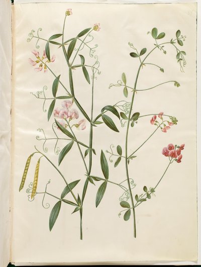 Lathyrus sylvestris; Lathyrus tuberosus by Hans Simon Holtzbecker