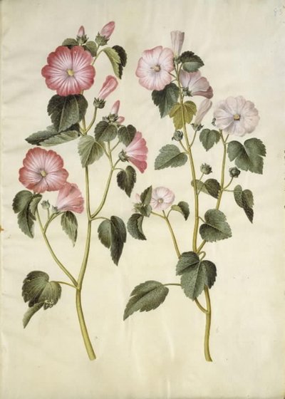 Lavatera trimestris (mallow) by Hans Simon Holtzbecker