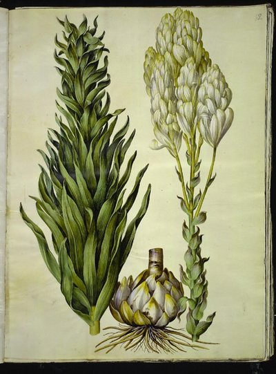 Lilium Candidum (Madonna Lily) by Hans Simon Holtzbecker