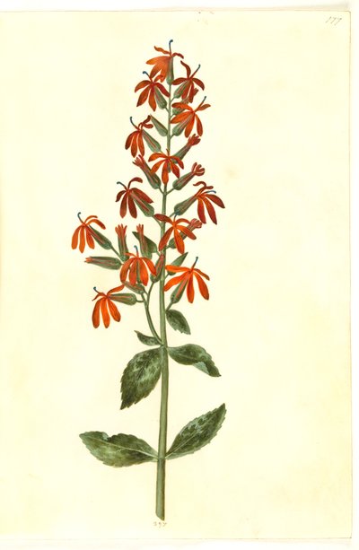 Lobelia Cardinalis (Cardinal Flower) by Hans Simon Holtzbecker