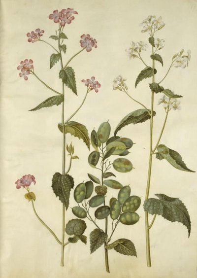 Lunaria Annua (Honesty) by Hans Simon Holtzbecker