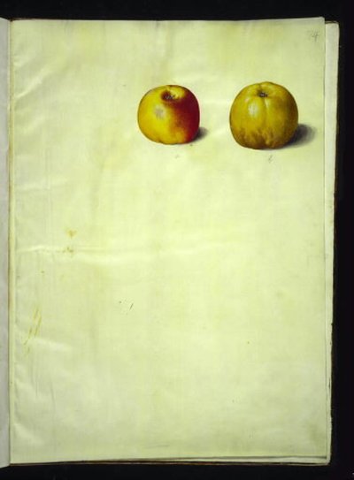 Malus domestica (Common Apple) by Hans Simon Holtzbecker