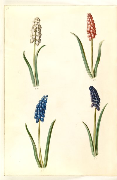 Muscari botryoides (Common Grape Hyacinth) by Hans Simon Holtzbecker