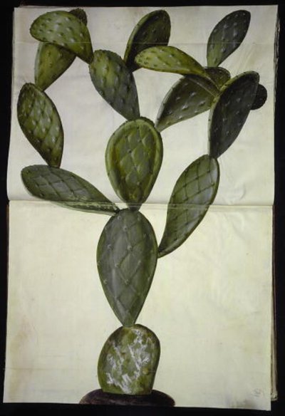 Opuntia monacantha by Hans Simon Holtzbecker