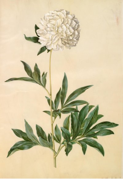 Paeonia Lactiflora (Silk Peony) by Hans Simon Holtzbecker