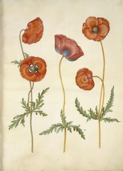 Papaver rhoeas (corn poppy) by Hans Simon Holtzbecker