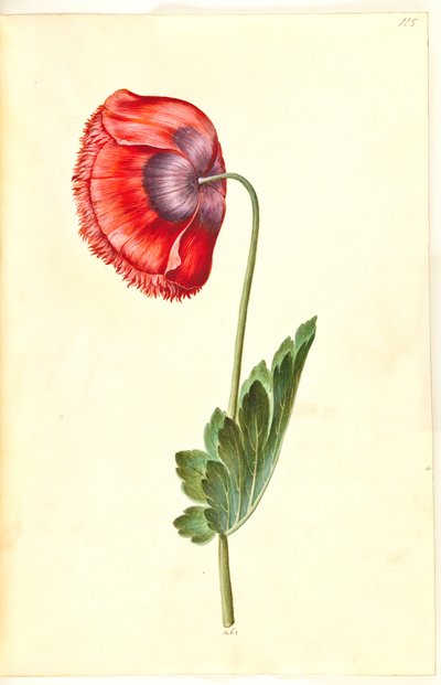 Papaver Somniferum (Opium Poppy) by Hans Simon Holtzbecker