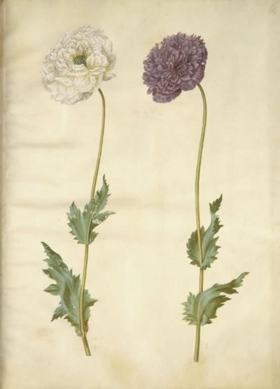Papaver somniferum (Opium Poppy) by Hans Simon Holtzbecker