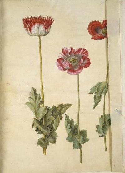 Papaver Somniferum (Opium Poppy) by Hans Simon Holtzbecker