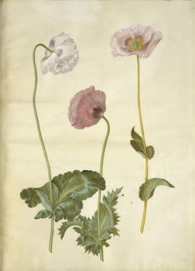 Papaver somniferum (opium poppy) by Hans Simon Holtzbecker