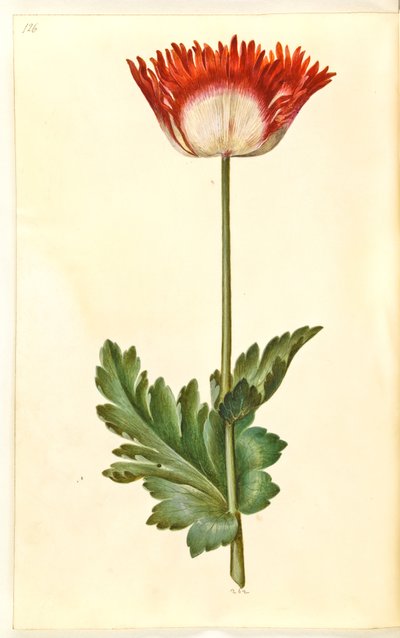 Papaver somniferum (Opium Poppy) by Hans Simon Holtzbecker