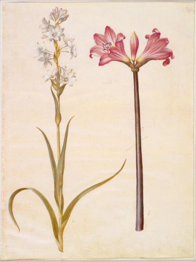 Polianthes Tuberosa (Tuberose); Amaryllis Belladonna (Belladonna Lily) by Hans Simon Holtzbecker