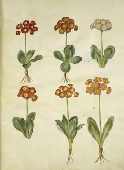 Primula ×pubescens (Garden Auricula) by Hans Simon Holtzbecker
