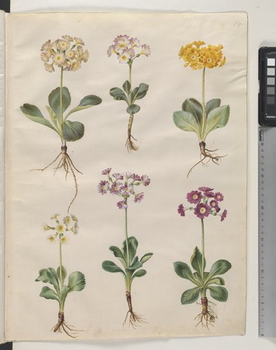 Primula ×pubescens Wulfen (Garden Auricula) by Hans Simon Holtzbecker