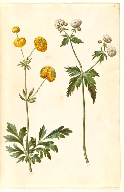 Ranunculus Acris (Buttercup); Ranunculus Aconitifolius (Fair Maids of France) by Hans Simon Holtzbecker