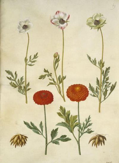 Ranunculus Asiaticus (Garden Ranunculus) by Hans Simon Holtzbecker