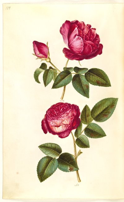 Rosa gallica (Apothecary