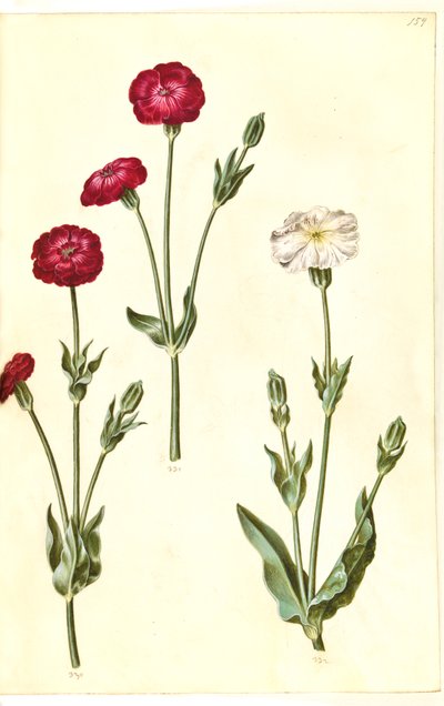 Silene coronaria by Hans Simon Holtzbecker