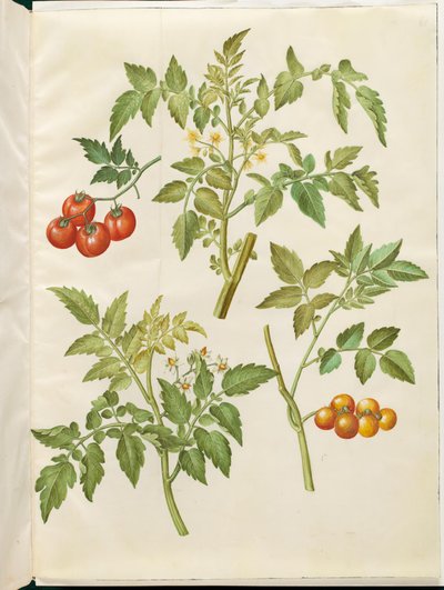 Solanum lycopersicum (common tomato) by Hans Simon Holtzbecker