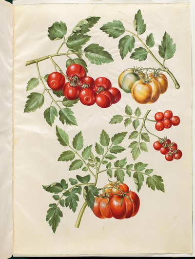 Solanum Lycopersicum L. (Common Tomato) by Hans Simon Holtzbecker