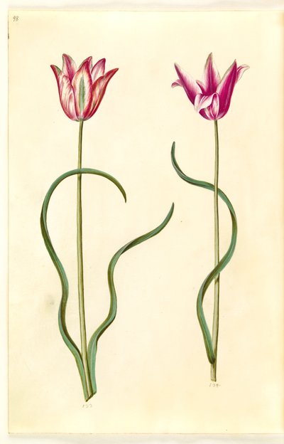 Tulipa clusiana (Clusius Tulip) by Hans Simon Holtzbecker