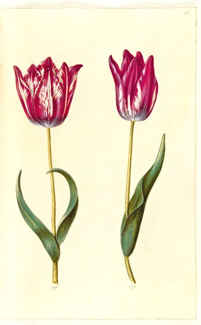 Tulipa gesneriana (garden tulip) by Hans Simon Holtzbecker