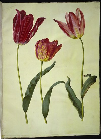 Tulipa Gesneriana (Garden Tulip) by Hans Simon Holtzbecker