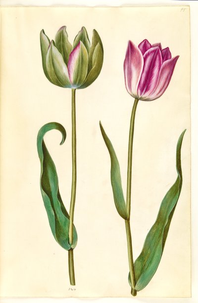 Tulipa gesneriana (Garden Tulip) by Hans Simon Holtzbecker