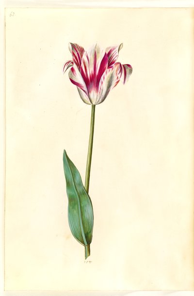 Tulipa gesneriana (Garden Tulip) by Hans Simon Holtzbecker
