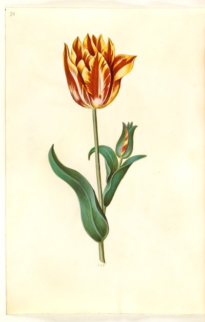 Tulipa Gesneriana (Garden Tulip) by Hans Simon Holtzbecker