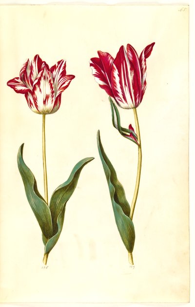 Tulipa gesneriana (Garden Tulip) by Hans Simon Holtzbecker