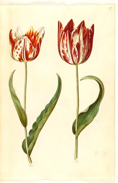 Tulipa gesneriana (Garden Tulip) by Hans Simon Holtzbecker