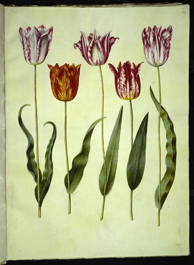 Tulip by Hans Simon Holtzbecker