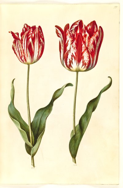 Tulipa gesneriana (Garden Tulip) by Hans Simon Holtzbecker