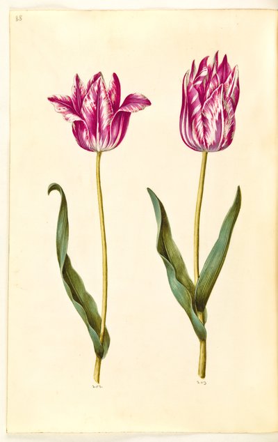 Tulipa gesneriana (Garden Tulip) by Hans Simon Holtzbecker