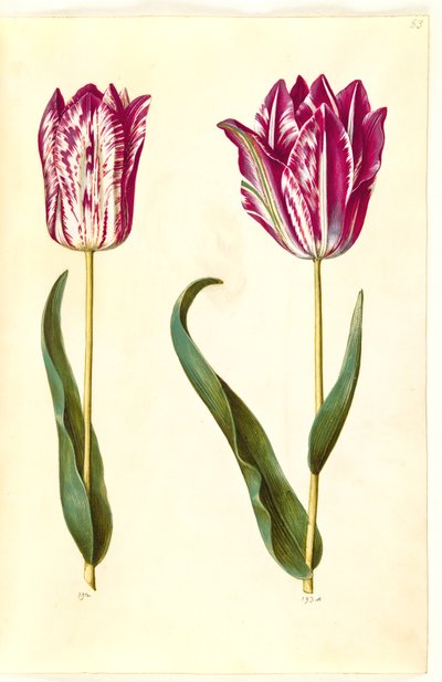 Tulipa gesneriana (Garden Tulip) by Hans Simon Holtzbecker