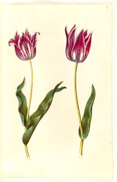 Tulip gesneriana (garden tulip) by Hans Simon Holtzbecker